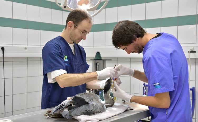 traumatologie aviaire