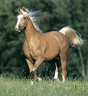 cheval
