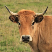 vache