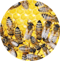 Abeilles